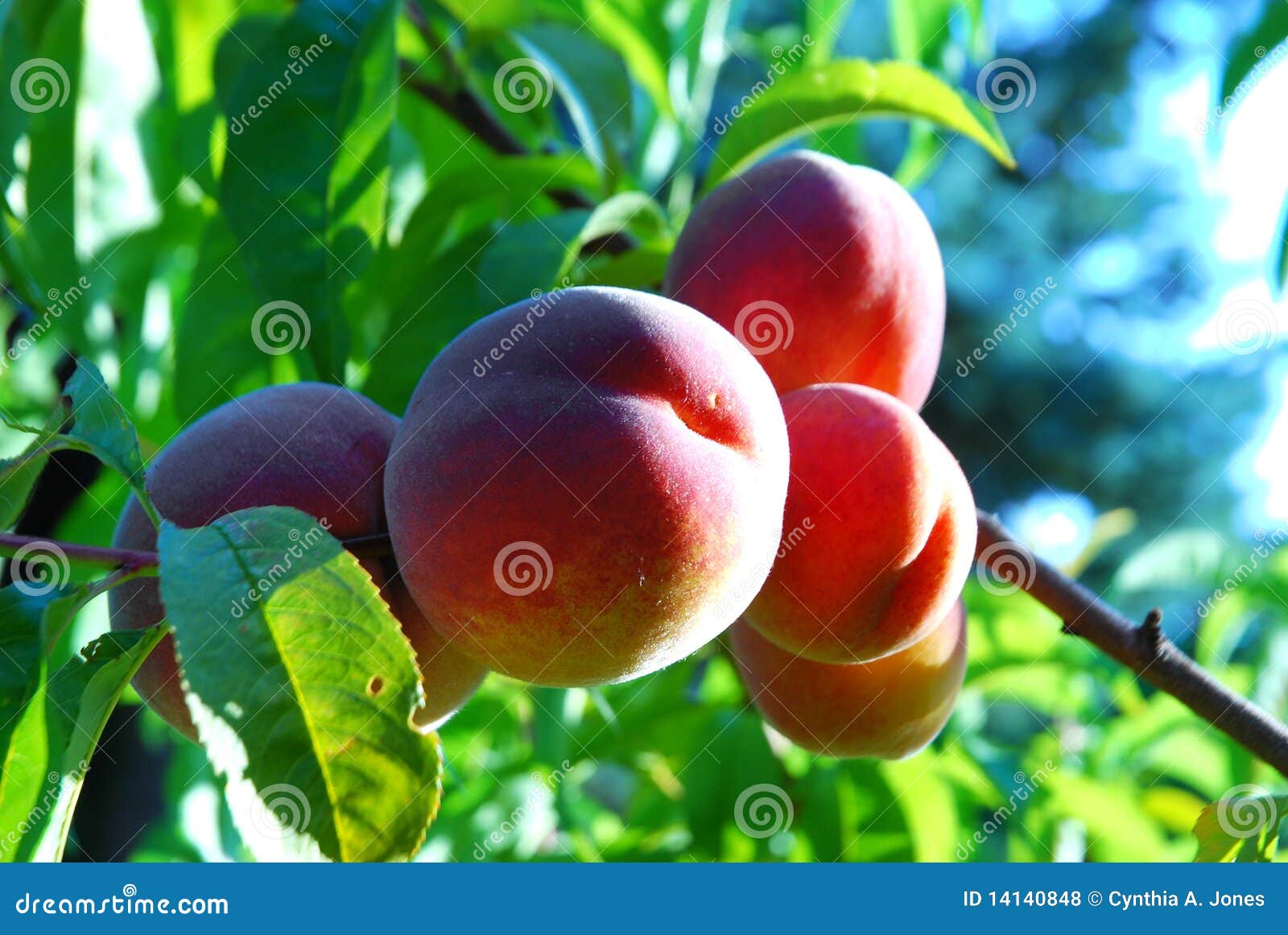 red haven peaches