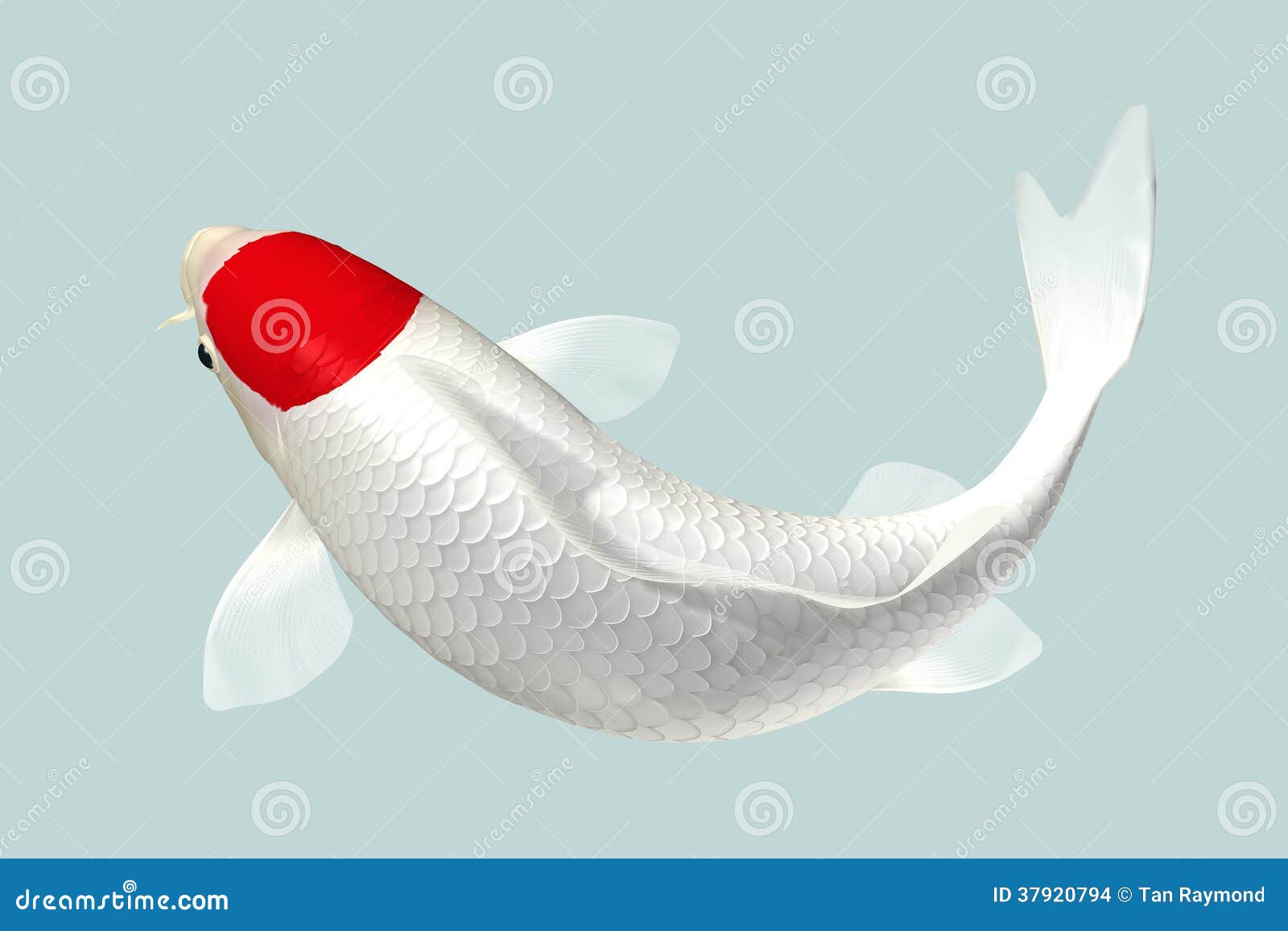 red head koi fish