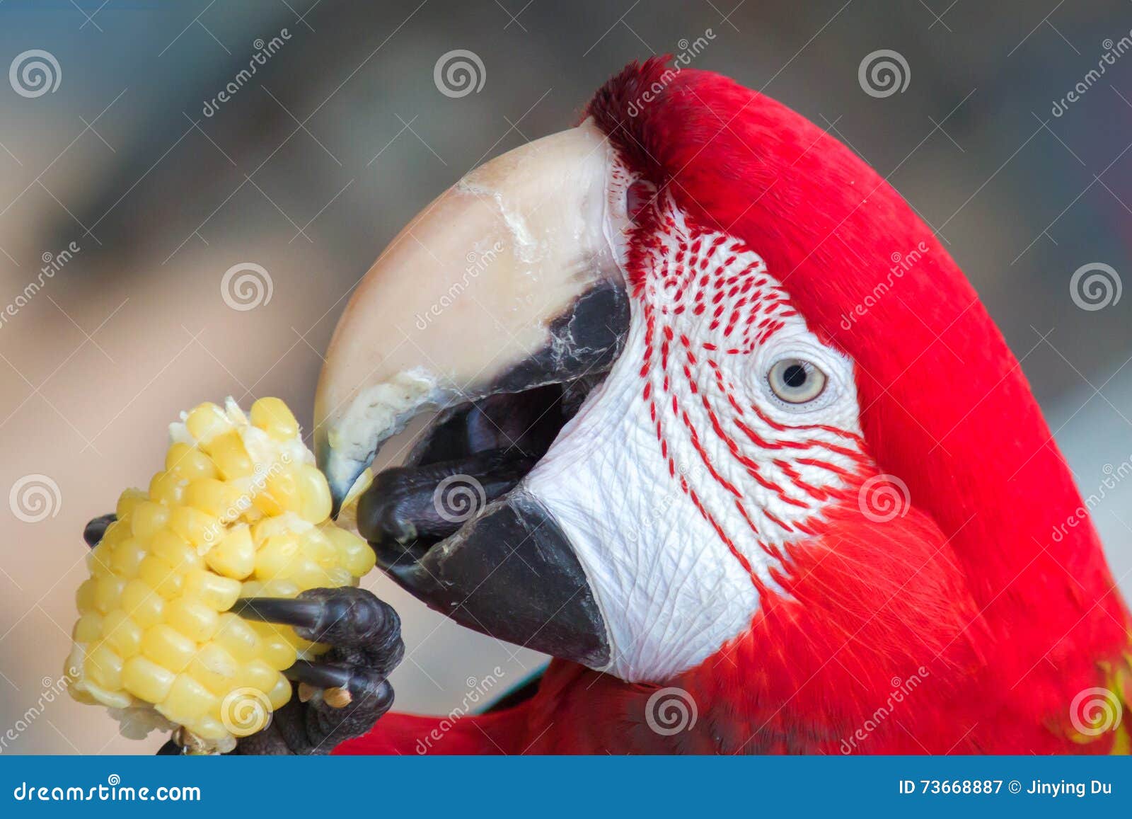 Redheaded Parrot Eating Corn Stock Image Image of headed, hill 73668887
