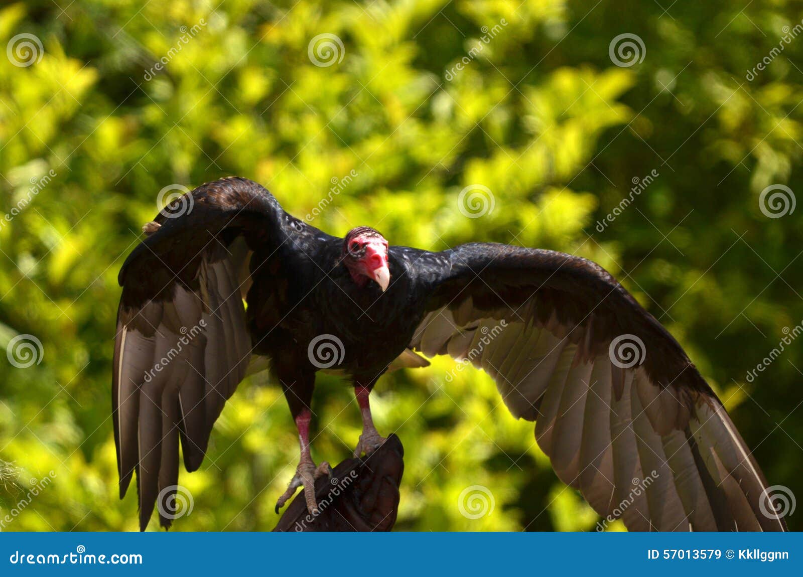 Redheaded Vulture stock image. Image of brown, bald 57013579
