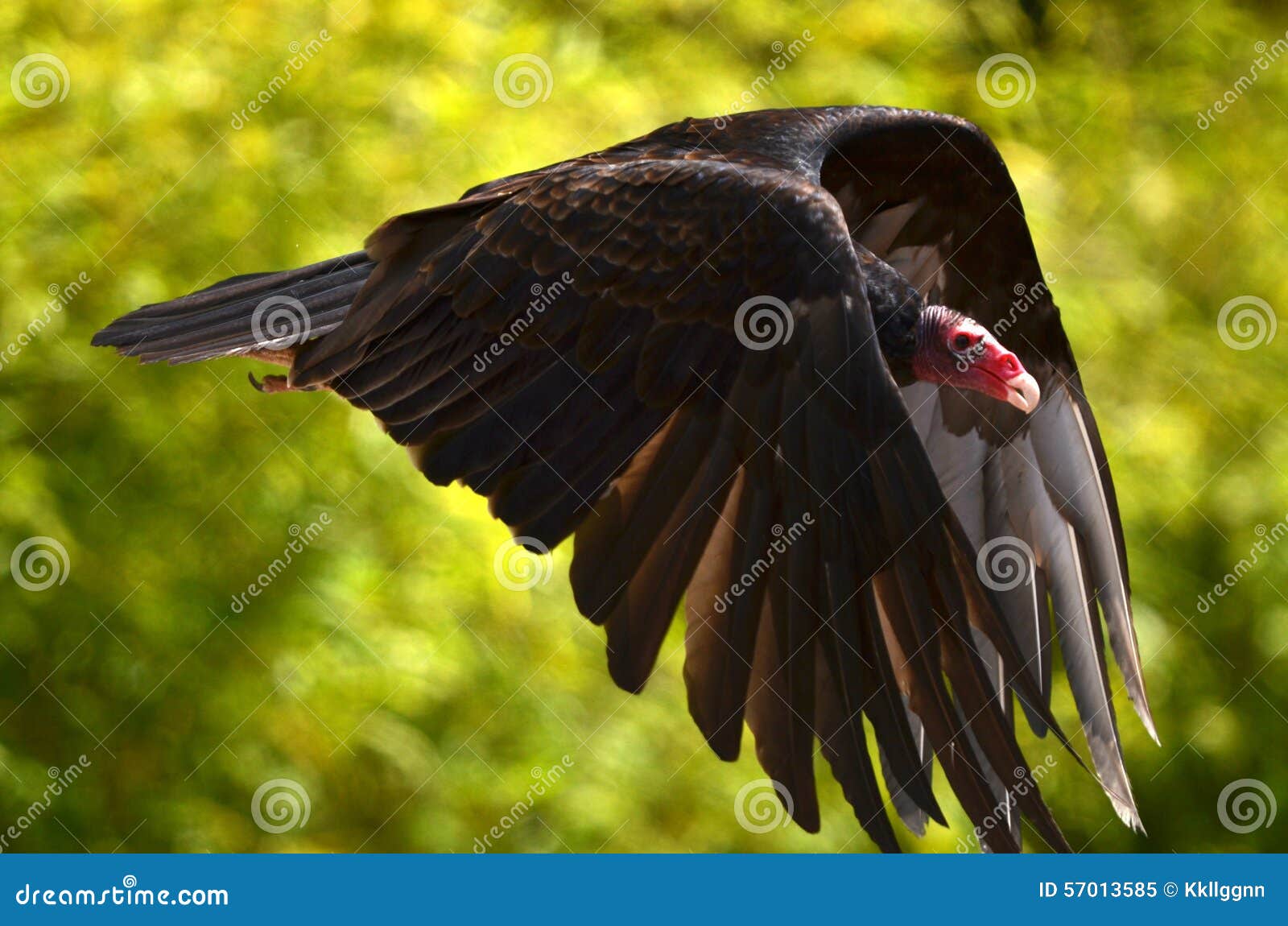 Redheaded Vulture stock image. Image of sense, animals 57013585