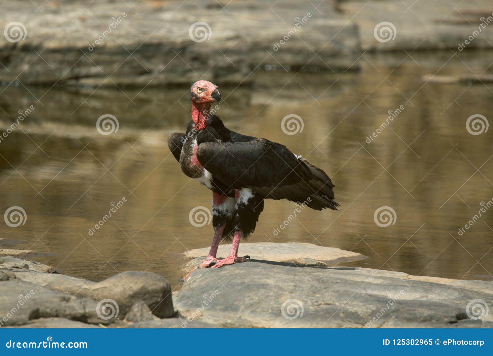 wallpapers Indian Red Headed Vulture https www dreamstime com red headed vulture sarcogyps calvus panna tiger reserve madhya pradesh state india red headed vulture sarcogyps calvus panna image125302965