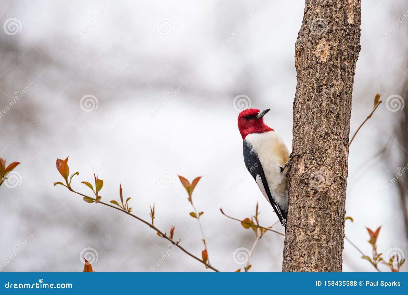 Red-headed Woodpecker stock photo. Image of animal, spring - 158435588