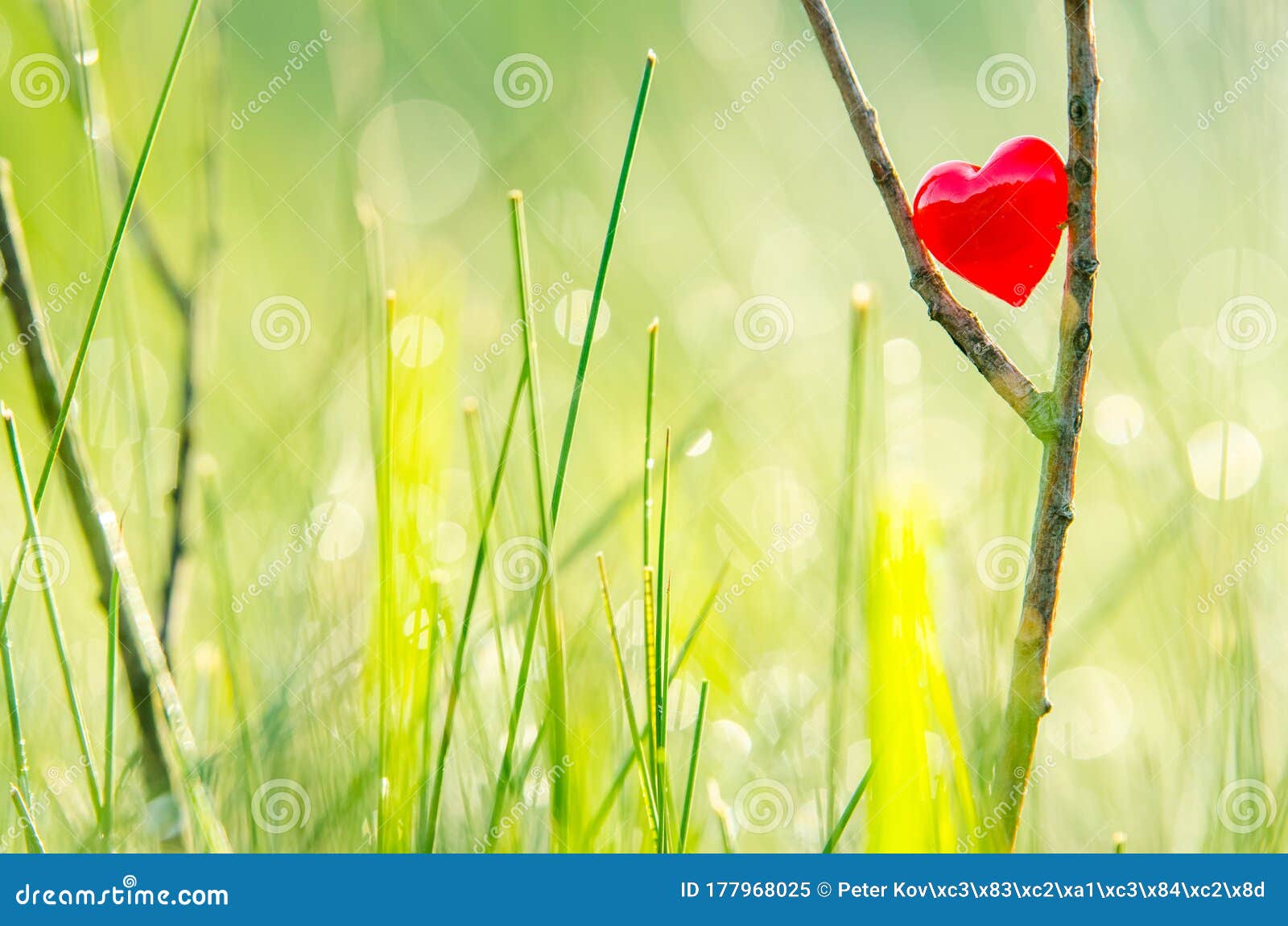 Red Heart in Nature with Wonderful Morning Drops Background and Beautiful  Light. Original Wallpaper or Postcard for Wedding or Stock Image - Image of  love, closeup: 177968025