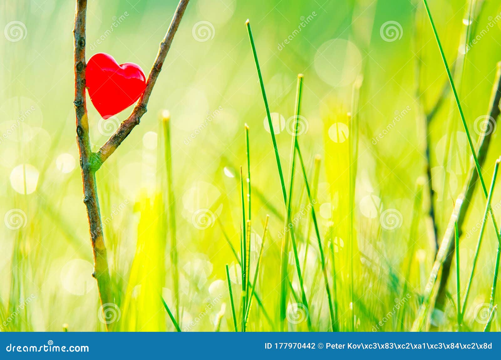 Red Heart in Nature with Wonderful Morning Drops Background and Beautiful  Light. Original Wallpaper or Postcard for Wedding or Stock Photo - Image of  mini, empty: 177970442