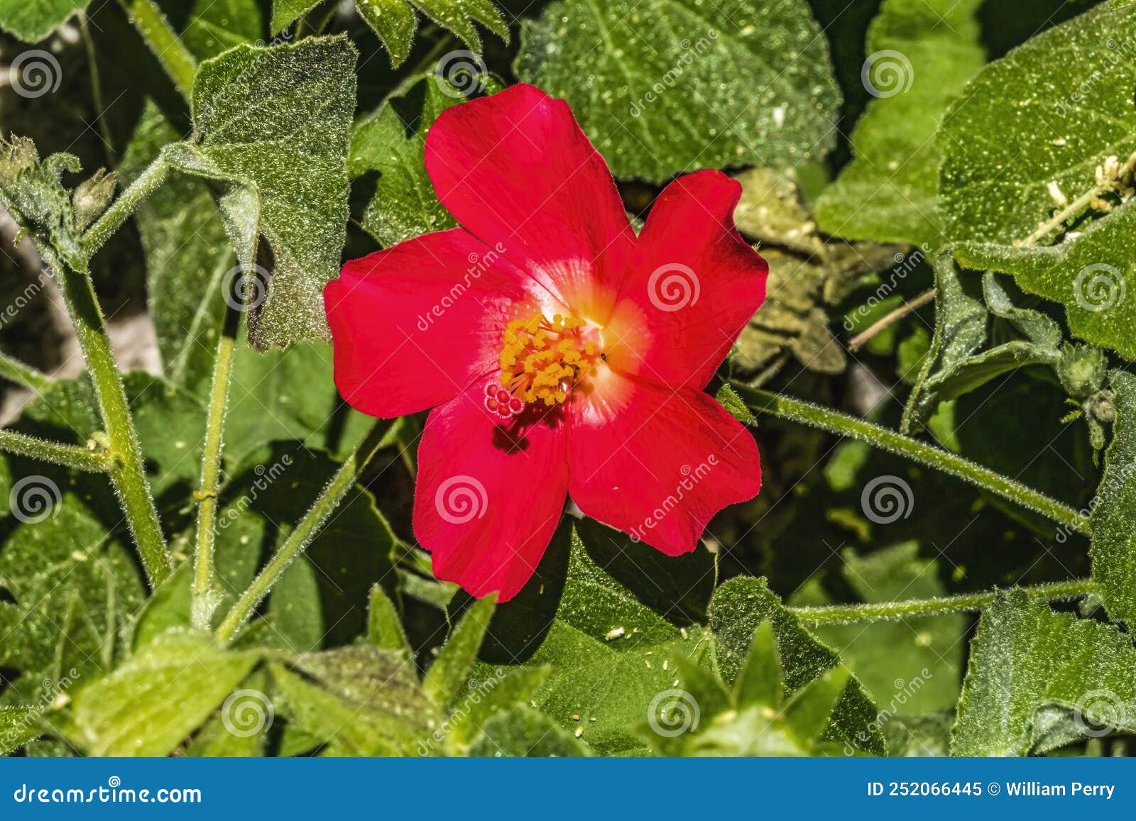 red heartleaf hibiscus flower tucson arizona