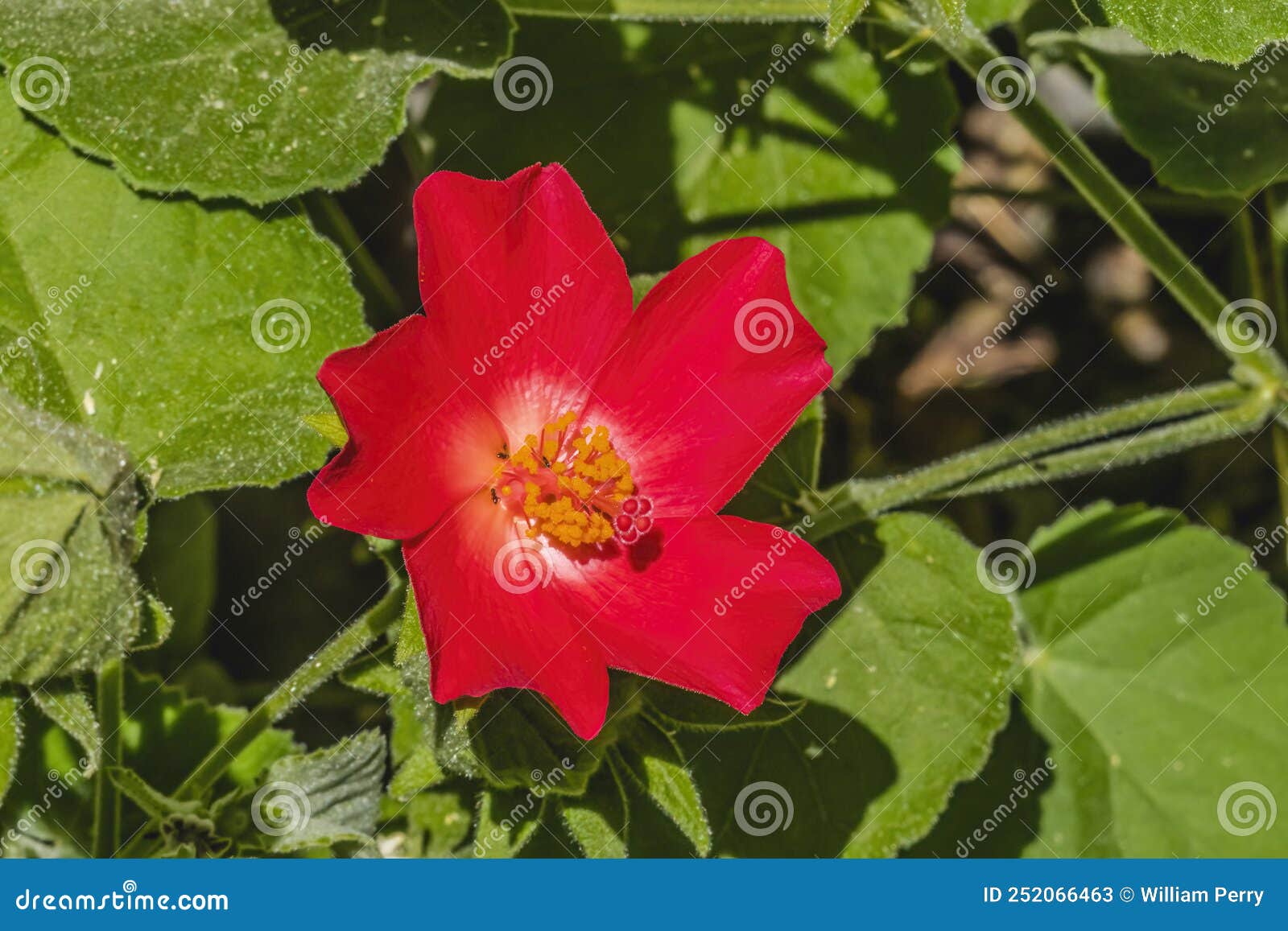 red heartleaf hibiscus flower tucson arizona