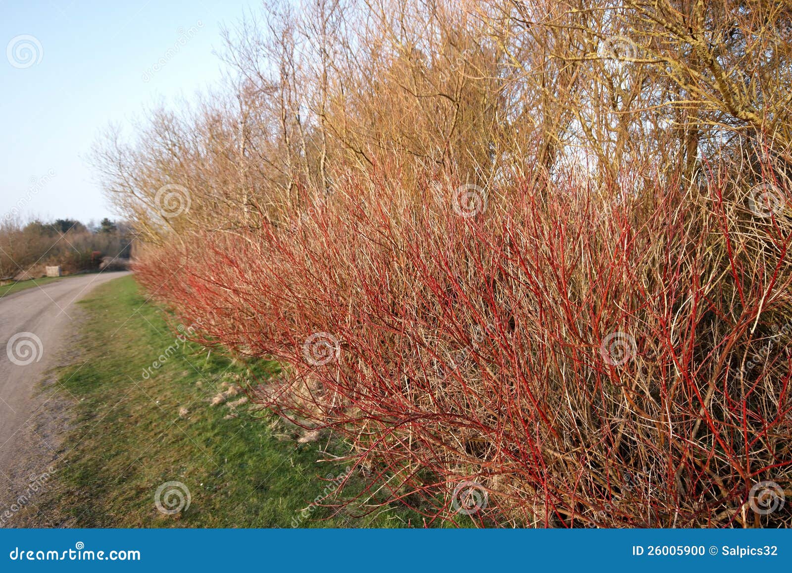 Red Hedge Row Stock Photos Download 184 Royalty Free Photos