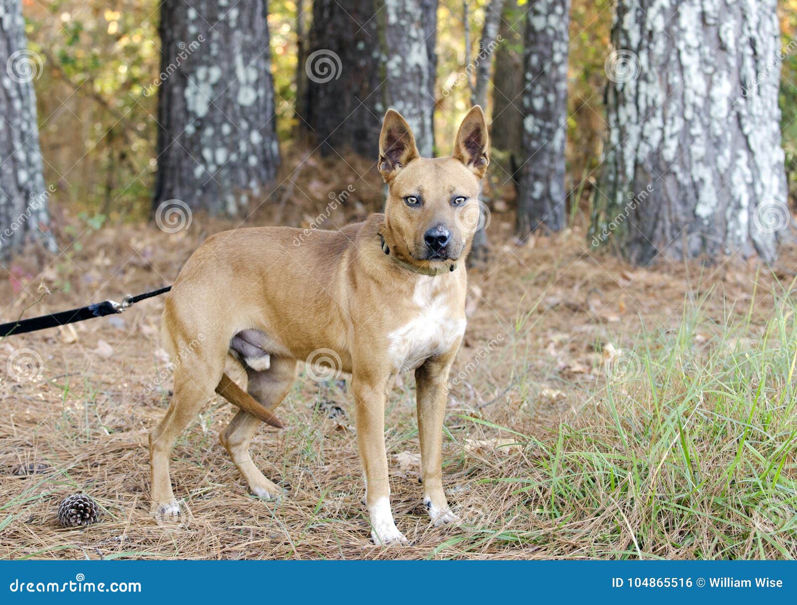 red heeler pitbull mix