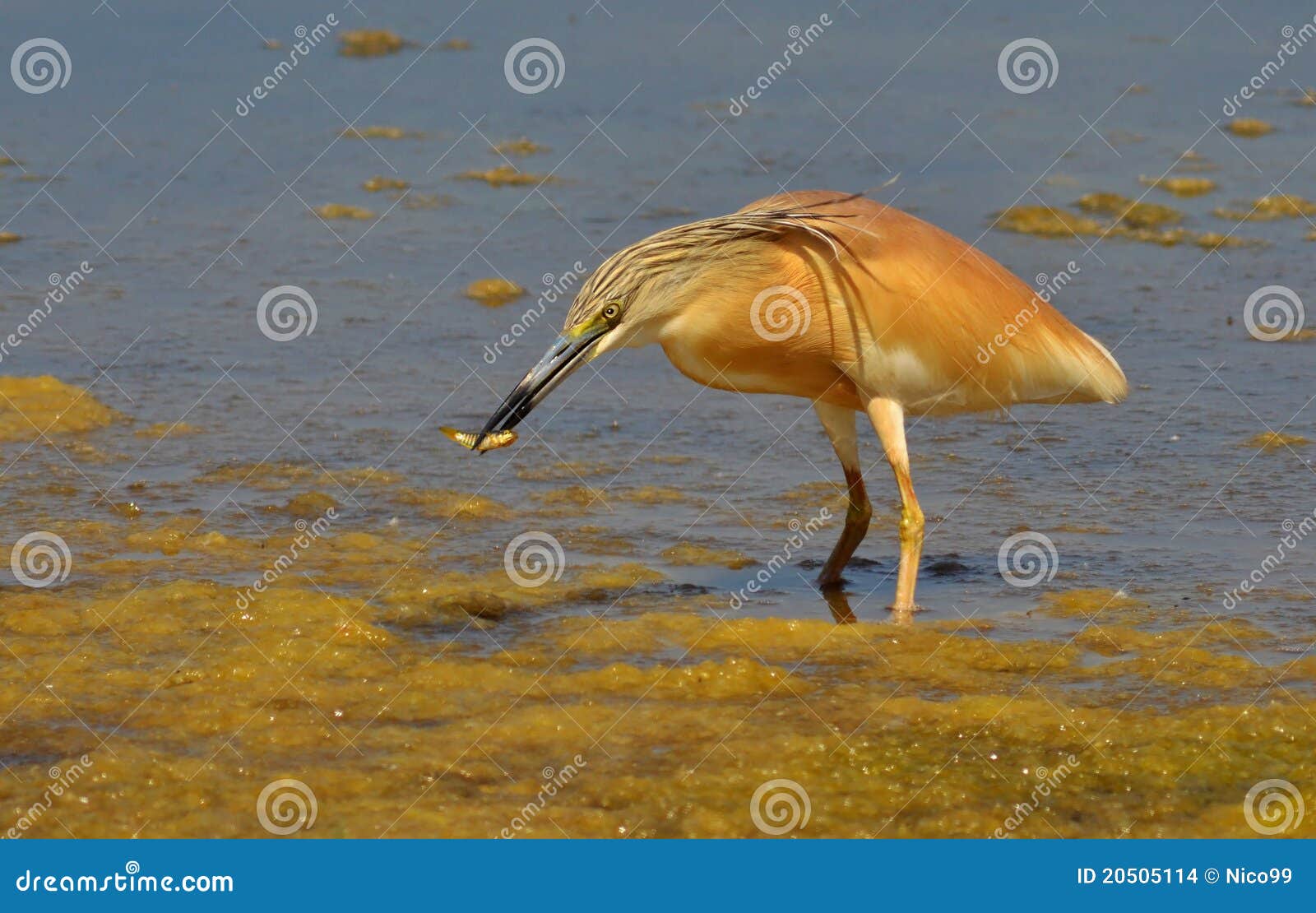 Red heron stock photo. Image of aquatics, ethology, ornithology - 20505114