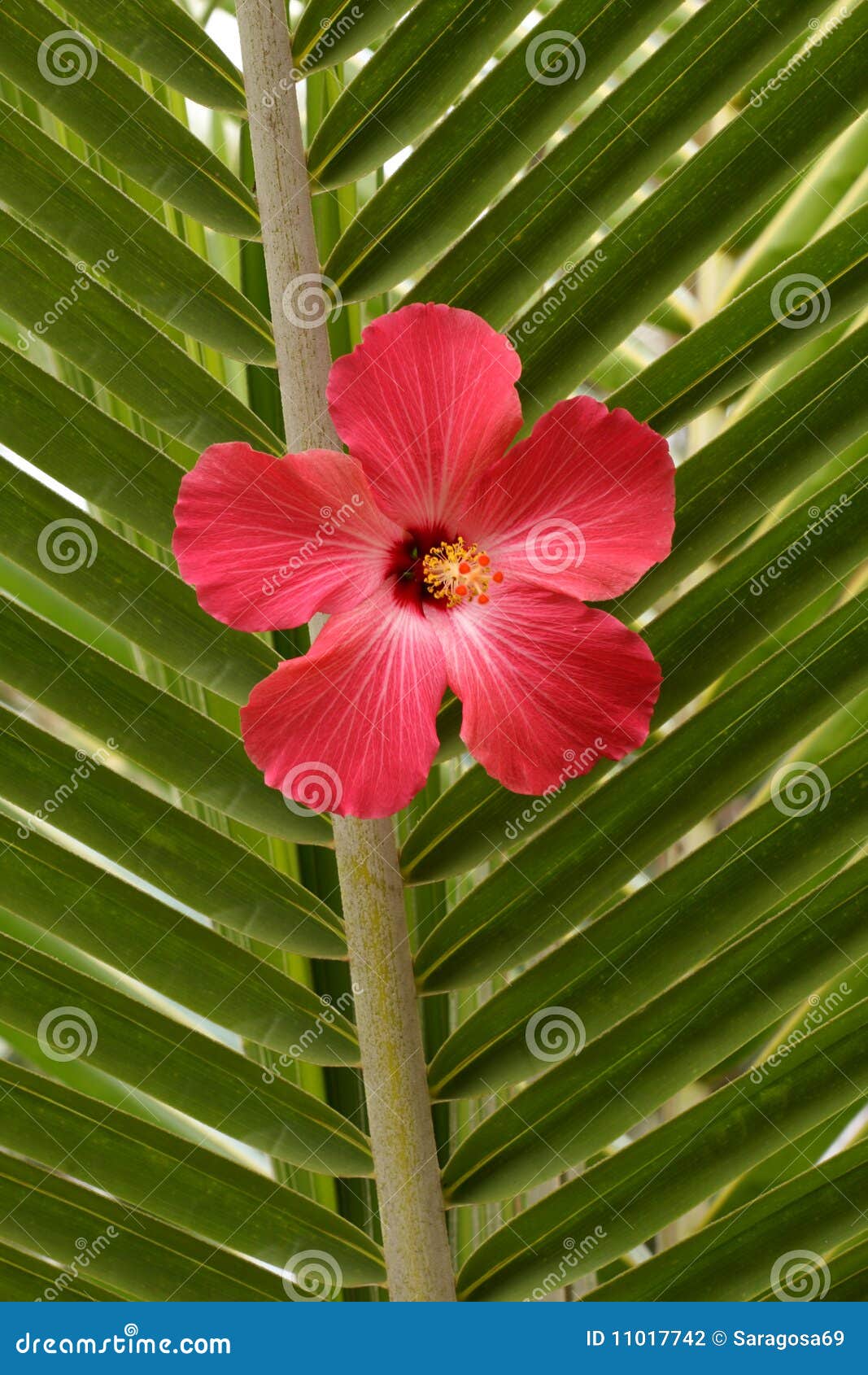 Red Hibiscus on palm leaf