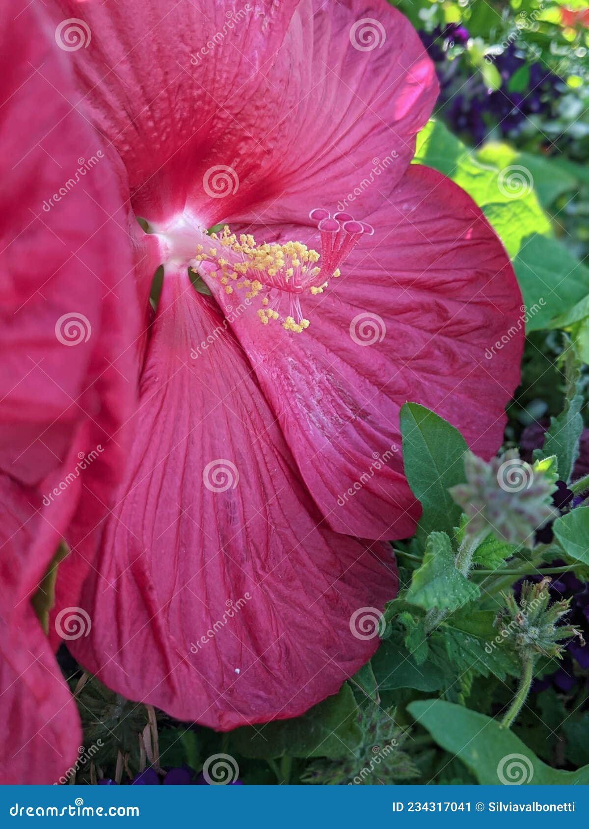 Red hibiscus in bloom stock image. Image of outdoors 234317041