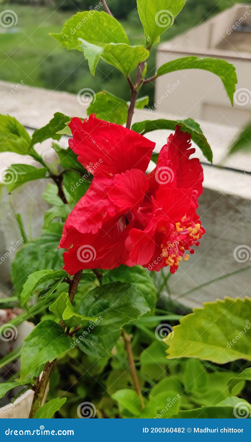 Red hibiscus flower stock photo. Image of food, produce 200360482