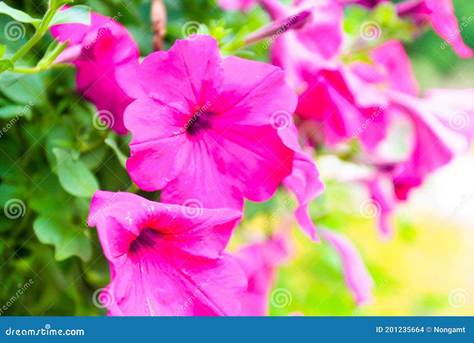 red hibiscus flower, china rose or chaba flower, hibiscus rosa