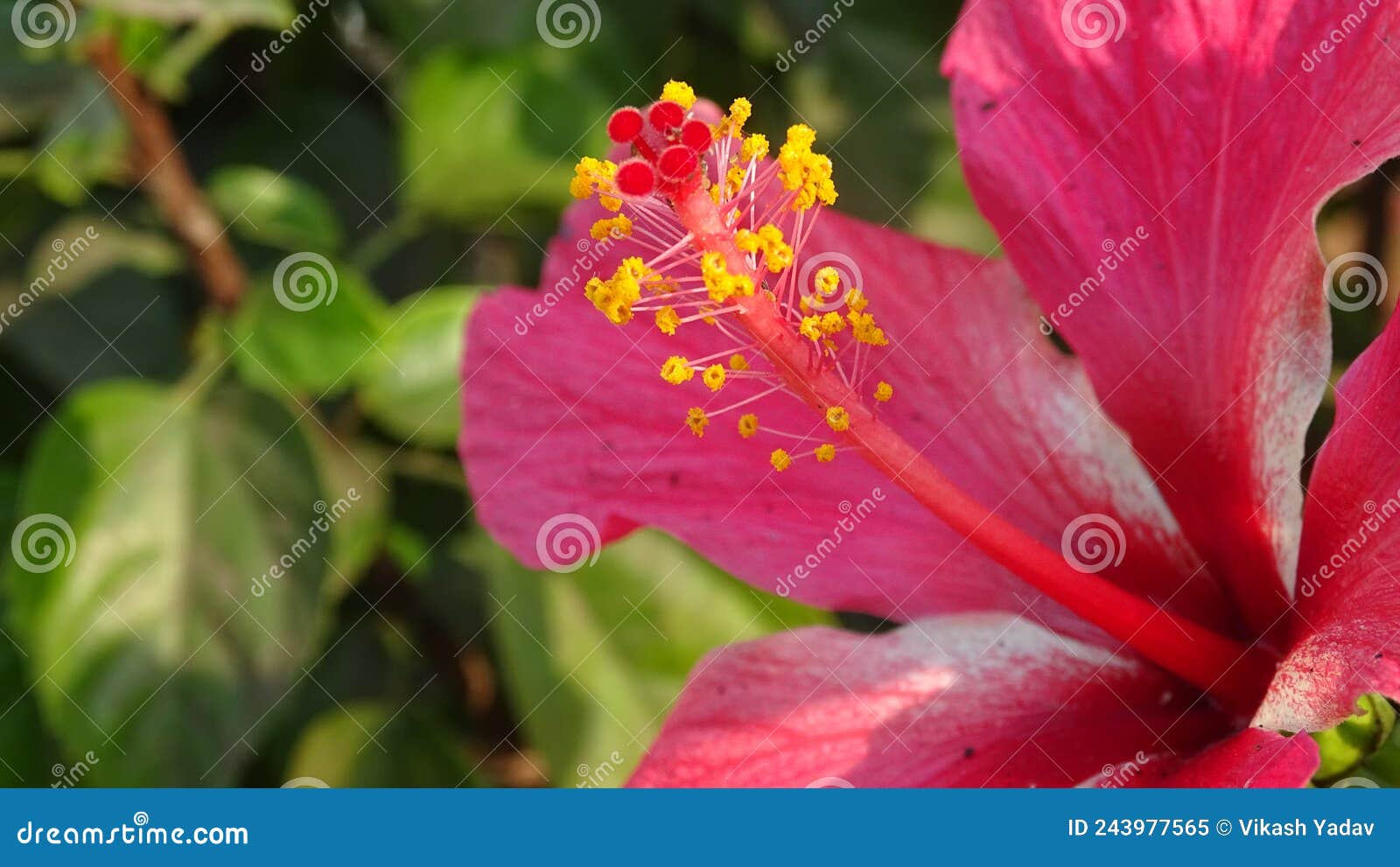 red hibiscus flower with filaments & stigma