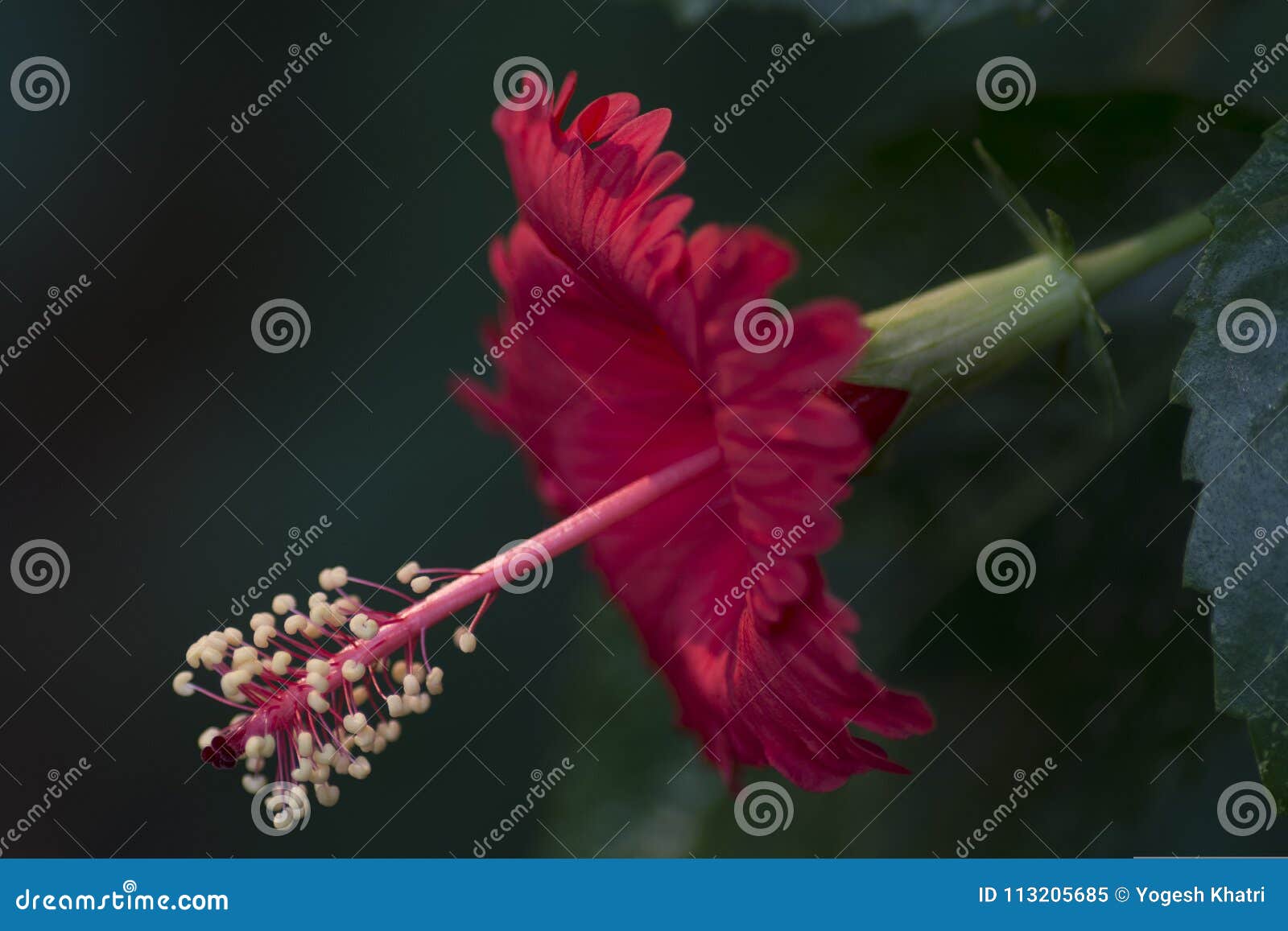 Hibiscus Flower Closeup Highlighting the Pistol and Pollens Stock Image ...