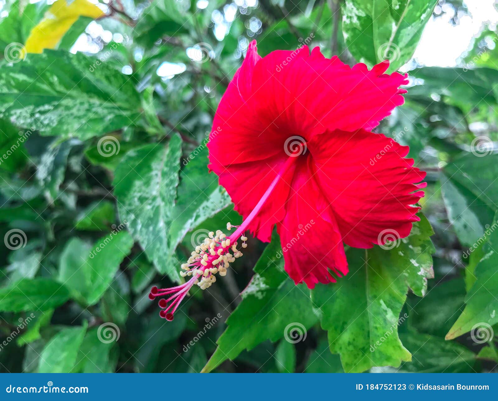 Red Hibiscus Flower on a Green Background Stock Image Image of