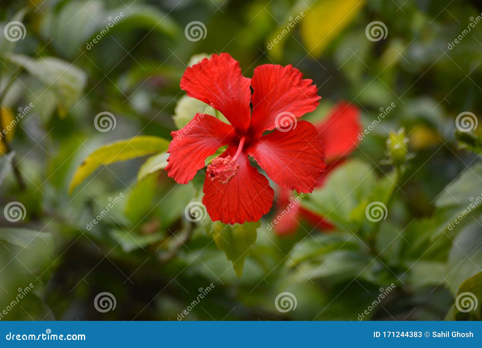 red hibiscus flower on a green background.