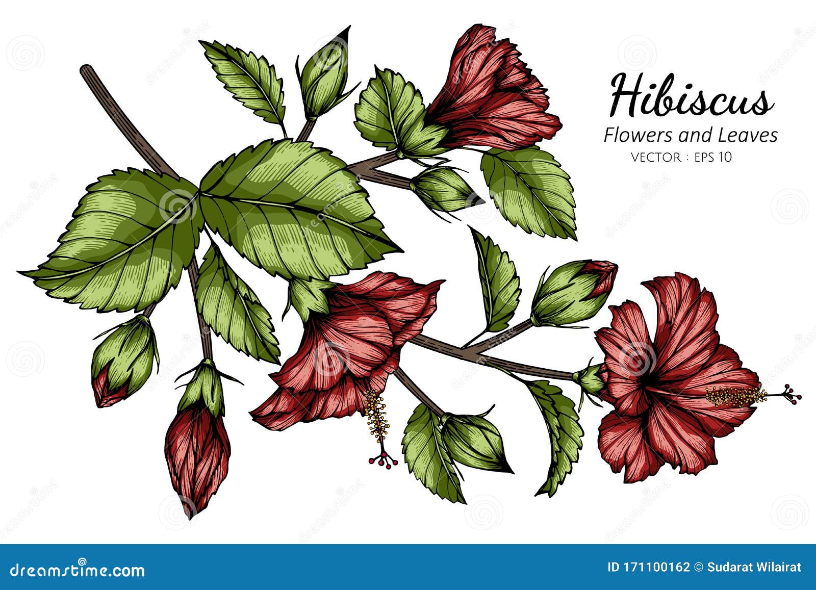 280+ Hibiscus Flower Sketch Silhouettes Illustrations, Royalty-Free Vector  Graphics & Clip Art - iStock