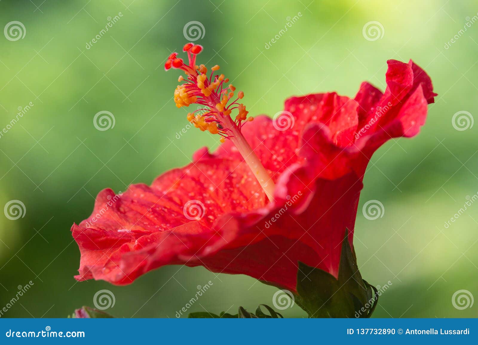 Red Hibiscus Flower On Sunset Stock Photo Image Of Close Tropical
