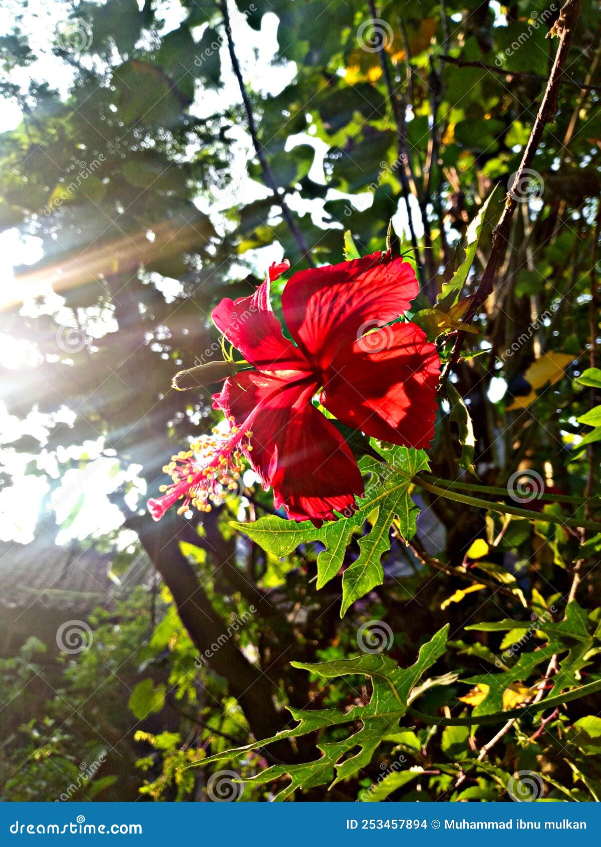 Red Hibiscus Flowers in the Morning Sun Stock Photo Image of morning