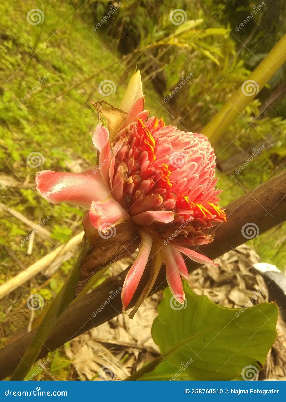 red honje flower blushing background