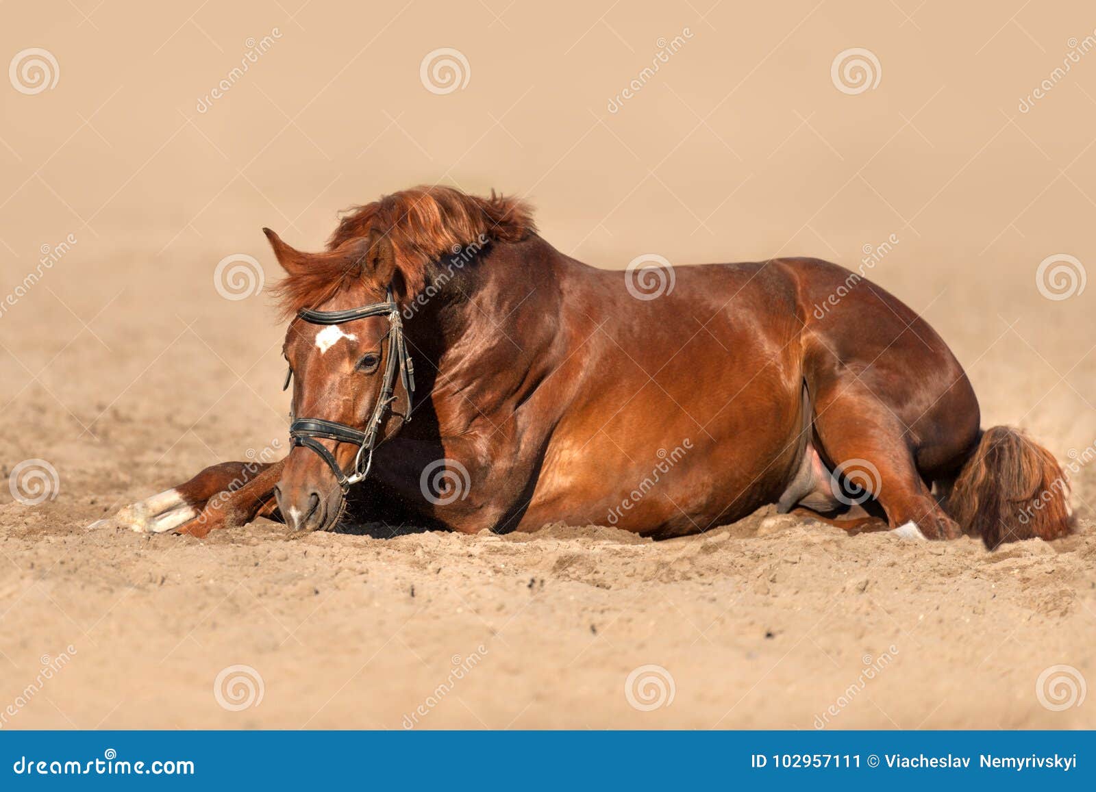 Horse lay on sand stock image. Image of mane, sandy 102957111