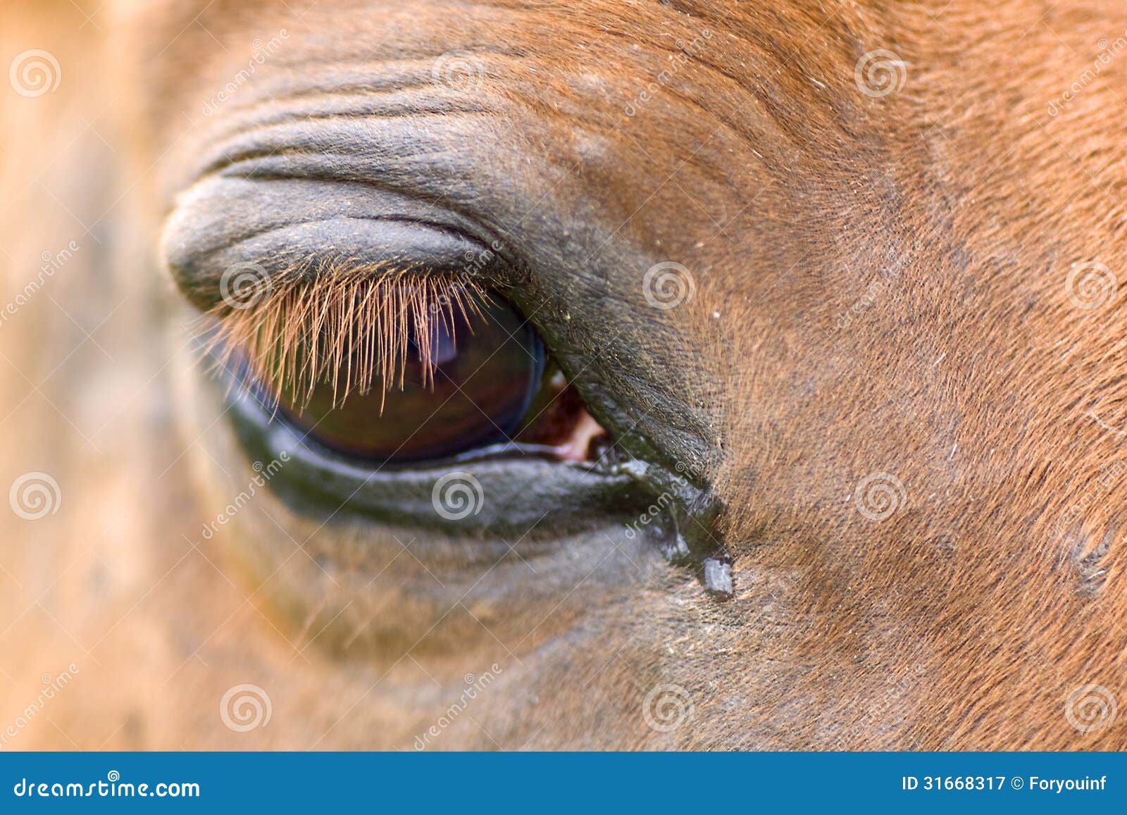 Red horse e eye stock image. Image of animal, portrait 31668317