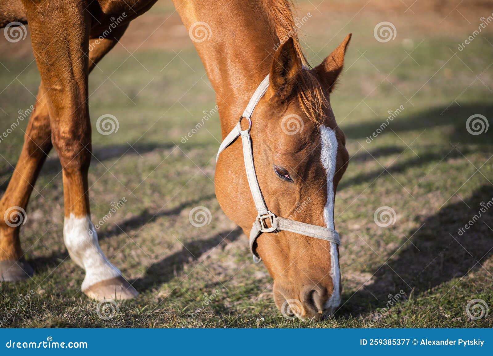 The Red Horse Eats Grass. Animal Head Down Stock Image Image of beautiful, domestic 259385377