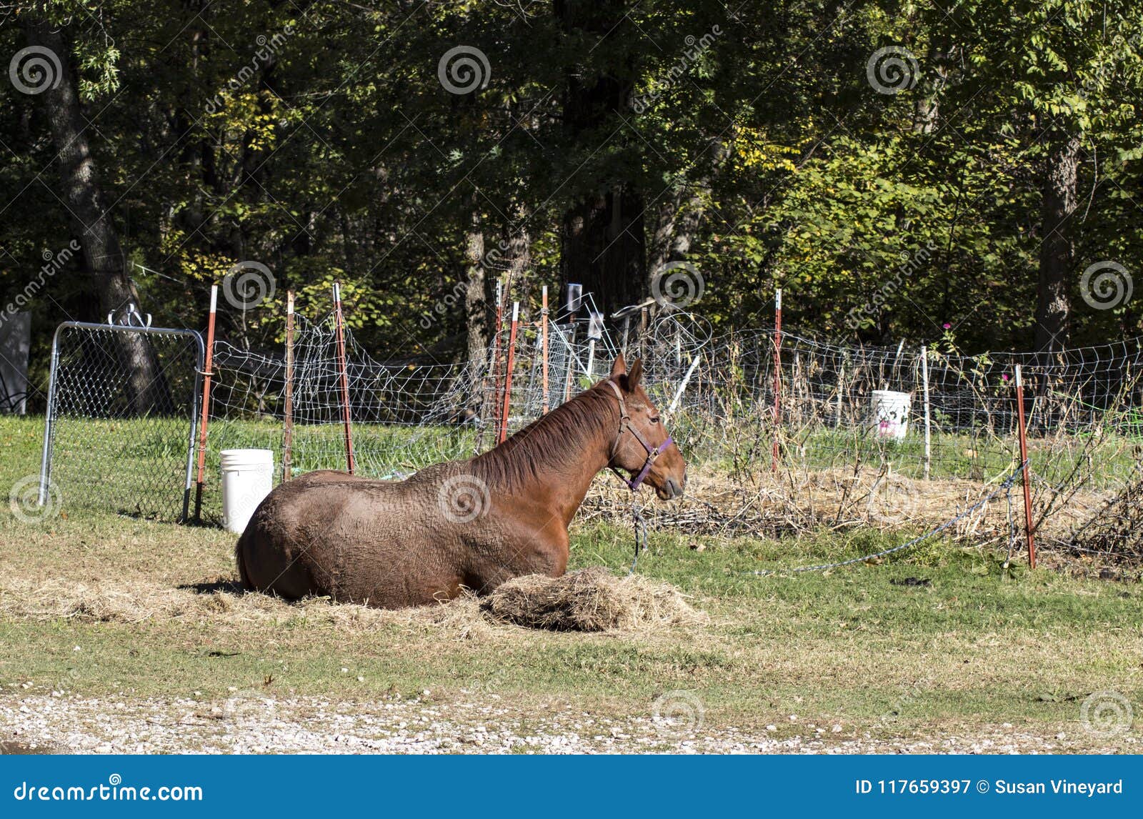 red horse that has been rolling in the mud lying besides hay and an old wire fence in front of trees