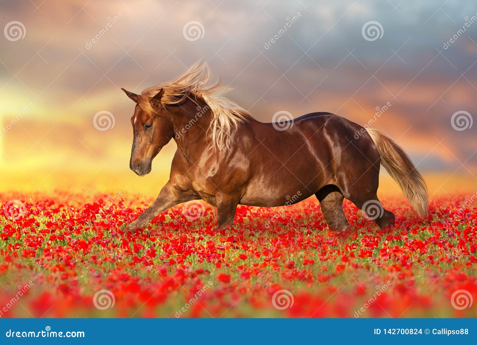 Red horse in poppy flowers stock photo. Image of long - 142700824
