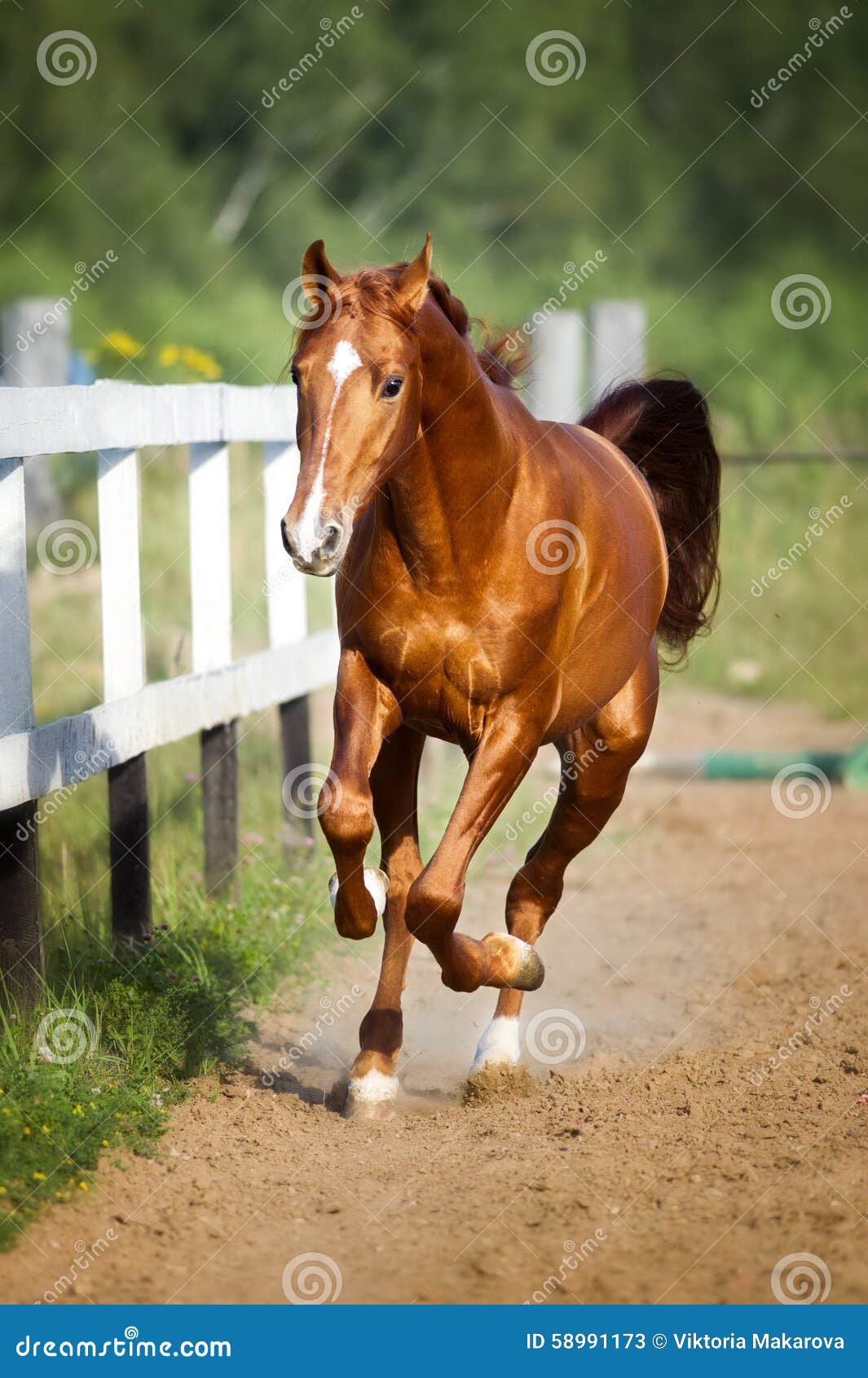 Red Horse Runs Gallop on the Pasture Stock Image Image of mare, color