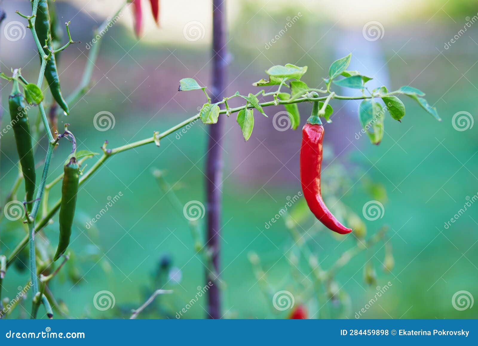 Red Hot Chili Pepper Grows on a Kitchen Garden Stock Photo Image of