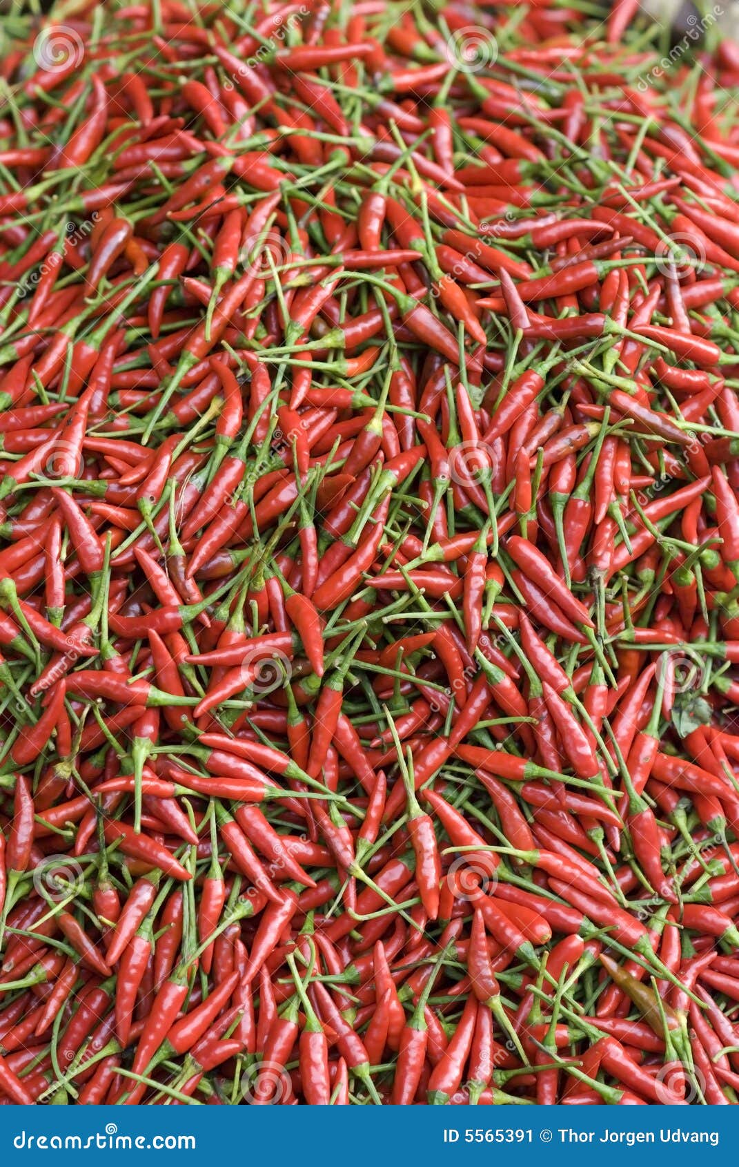 Red, hot chilipepper stock image. Image of green, chilipepper 5565391