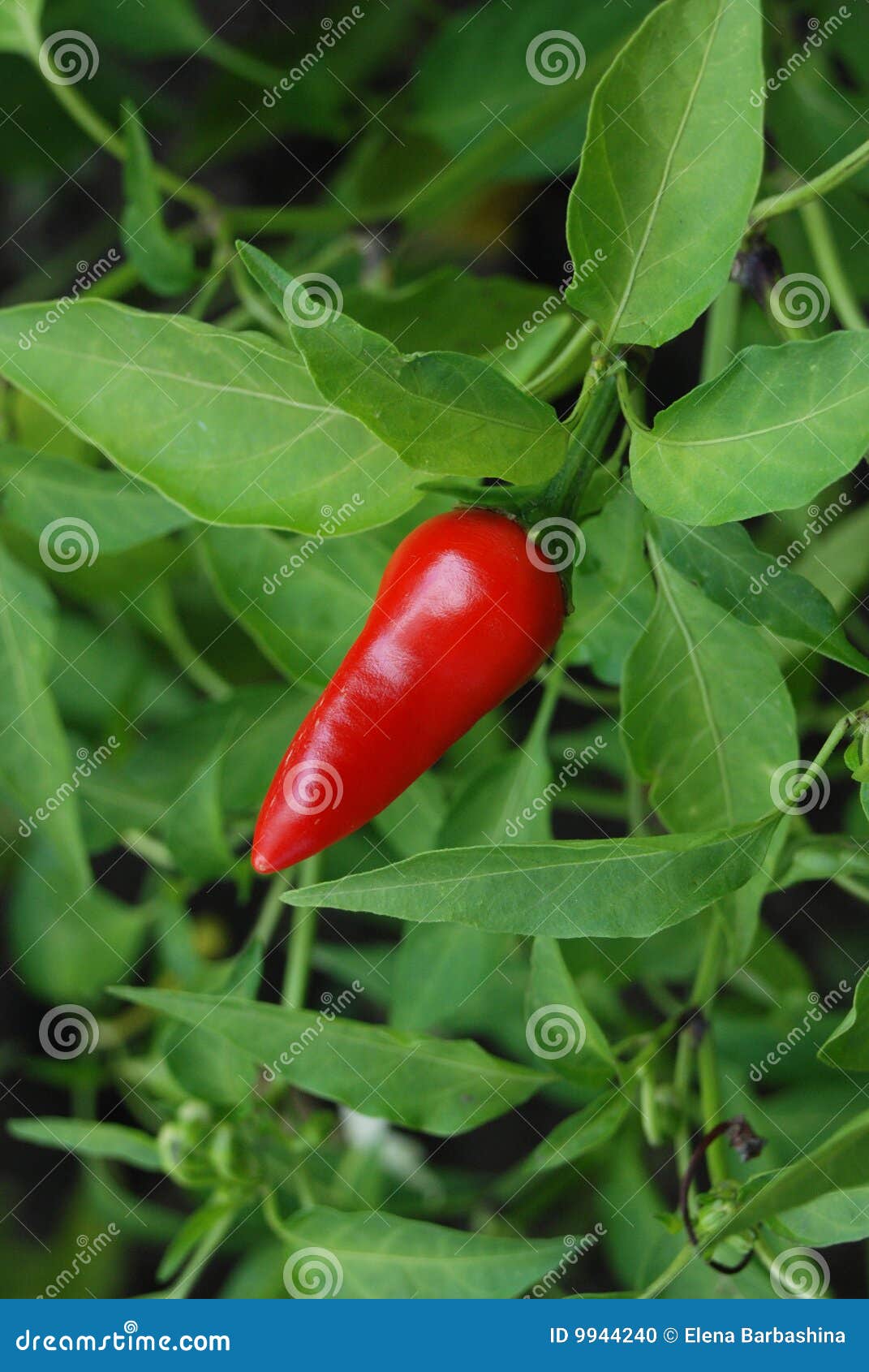 Red Hot Pepper in Green Leaves Stock Photo Image of paprika, growing