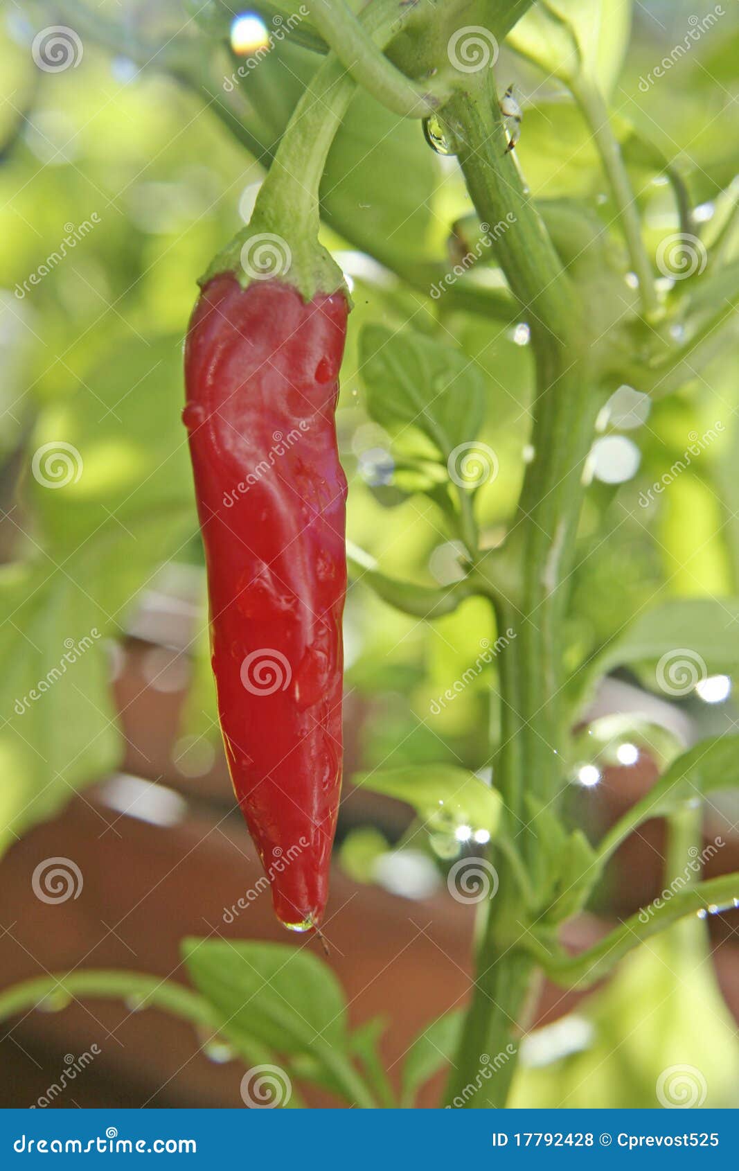Red hot pepper on vine stock photo. Image of kitchen 17792428
