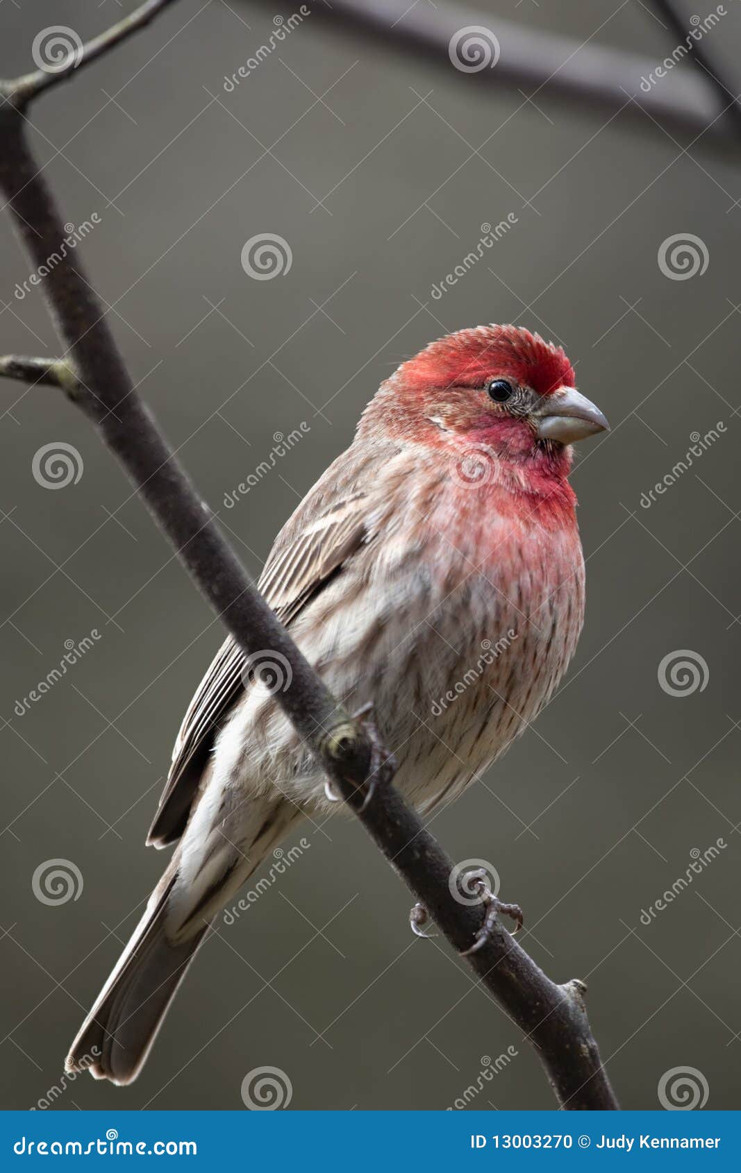 Red House Finch bird stock photo. Image of brown, bird 13003270