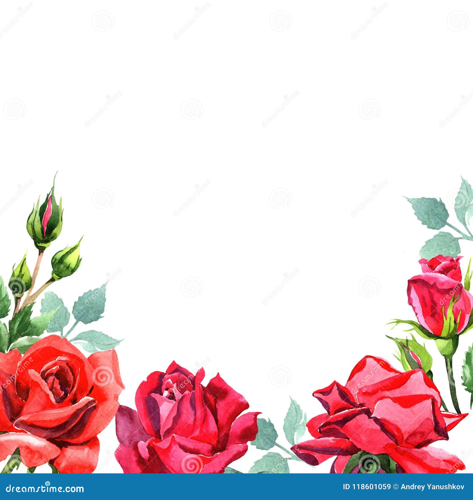 Red Hybrid Rose. Floral Botanical Flower.Frame Border Ornament Square ...
