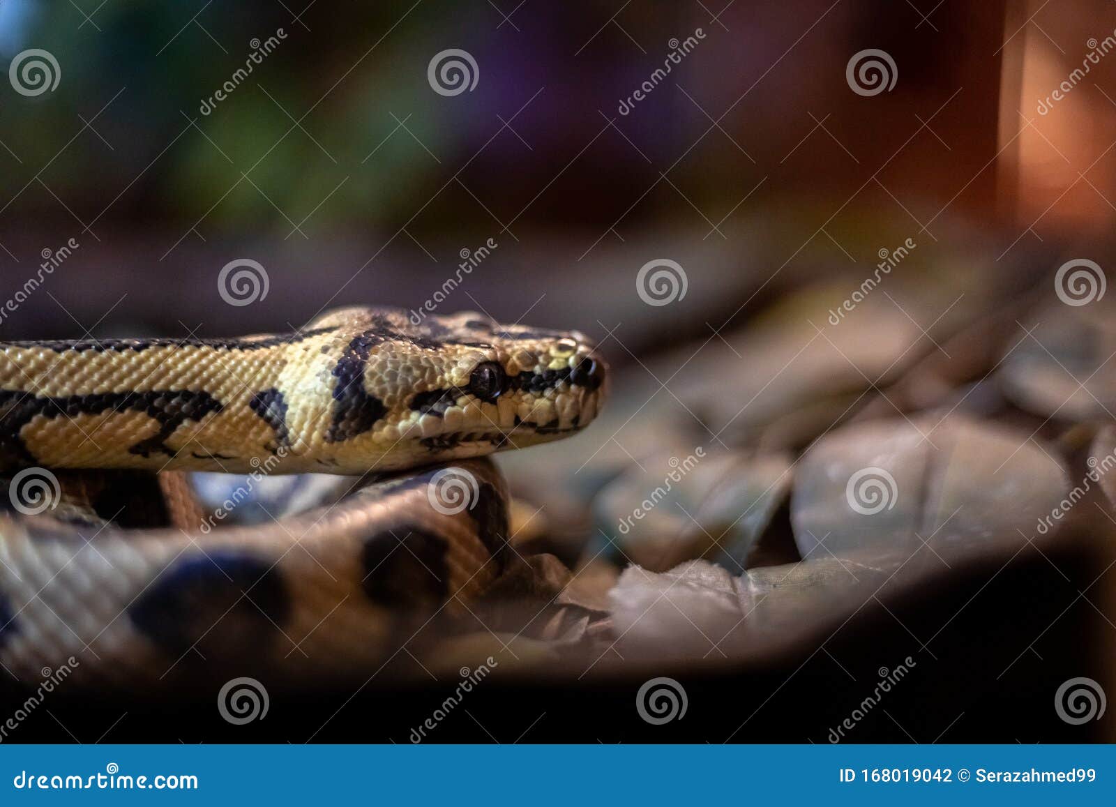 red hypomelanistic jaguar carpet python morelia spilota cheynei in the dark