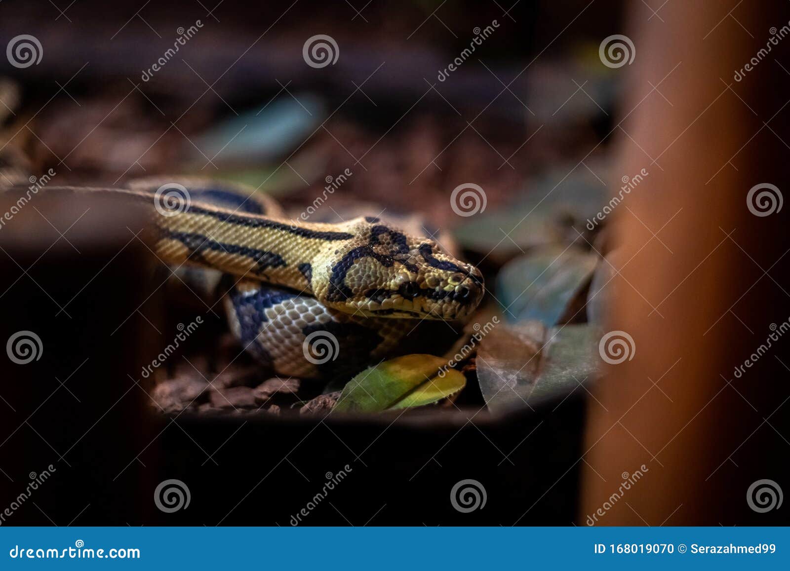 red hypomelanistic jaguar carpet python & x28;morelia spilota cheynei& x29; in the dark