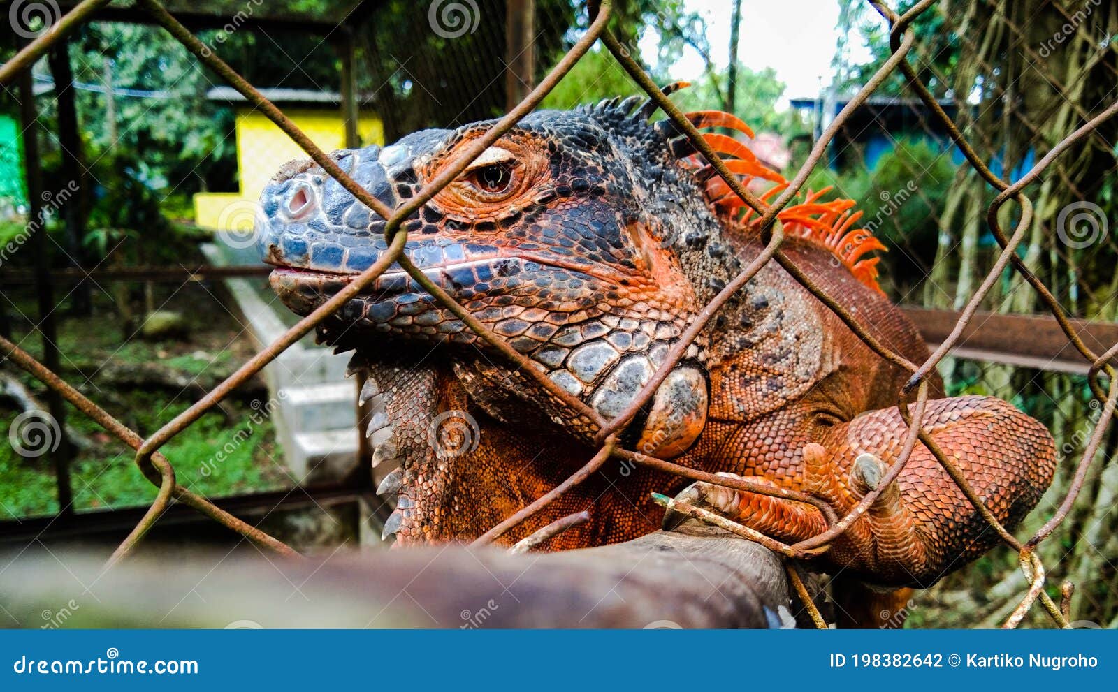 A red iguana in a cage stock photo. Image of cage, reptile 198382642