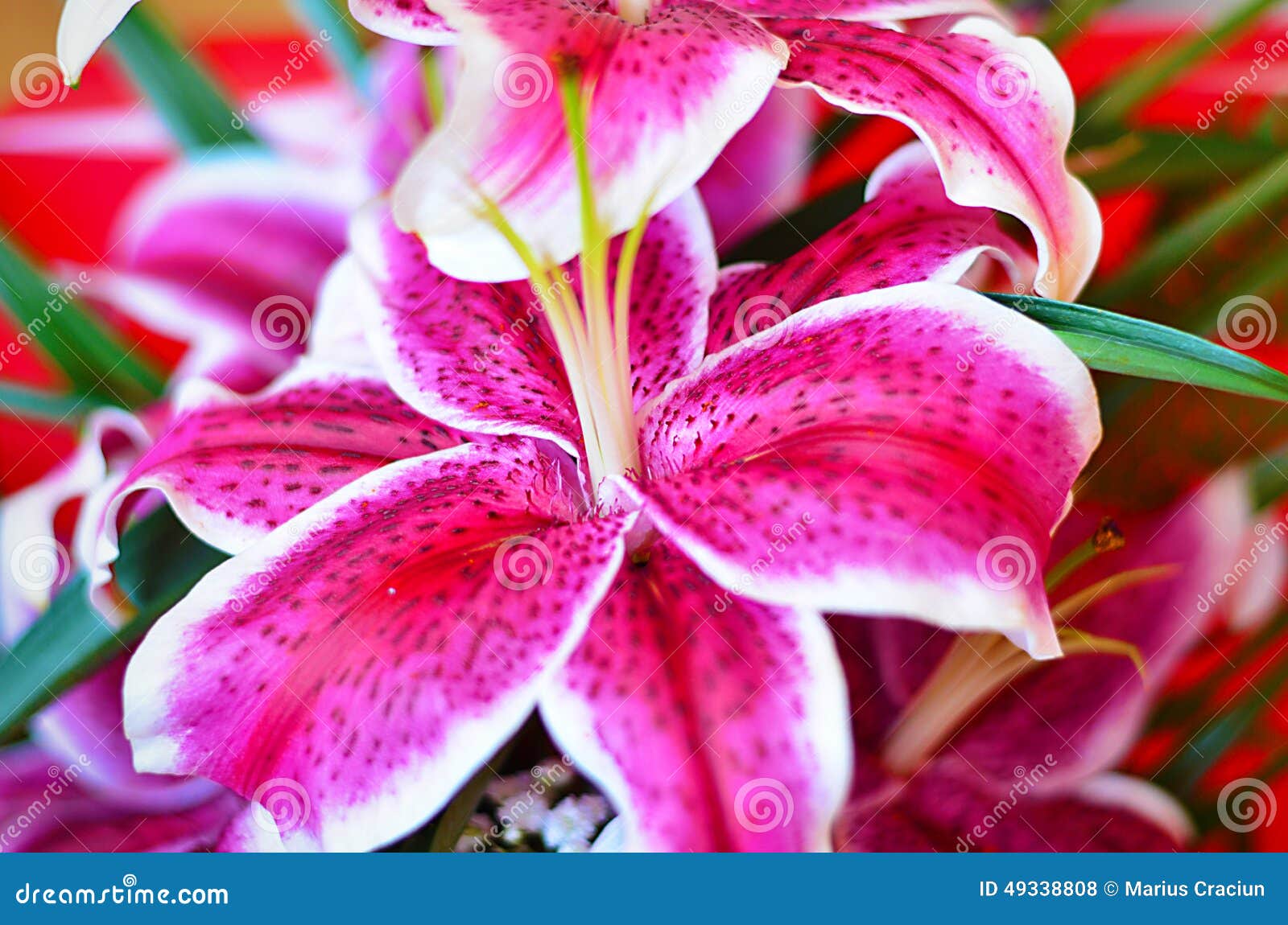 Red imperial lily flowers stock photo. Image of blossom 49338808