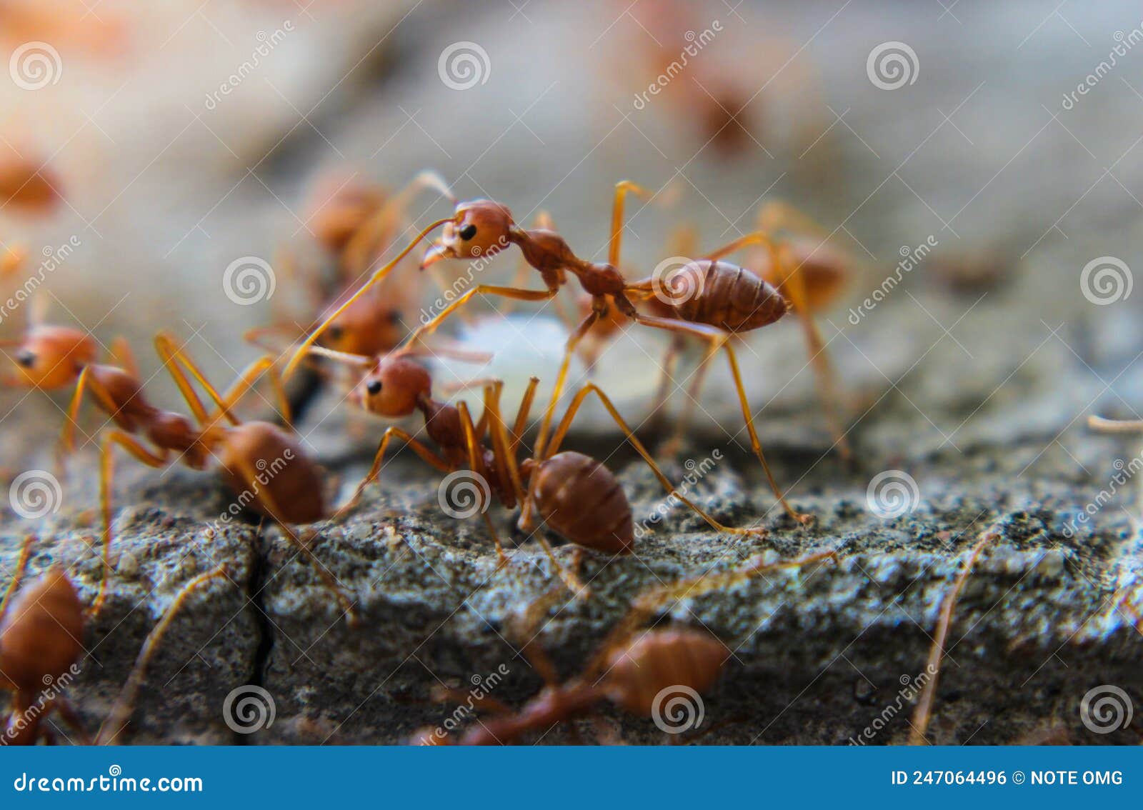 Red Imported Fire Ant,Action of Fire Ant Stock Photo Image of fire