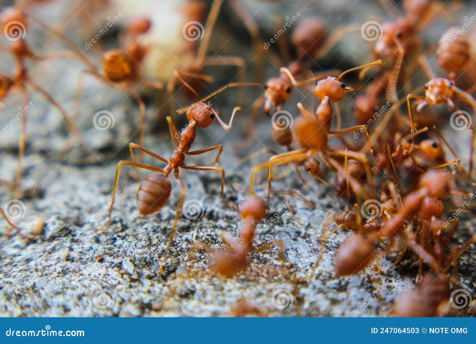 red imported fire ant,action of fire ant