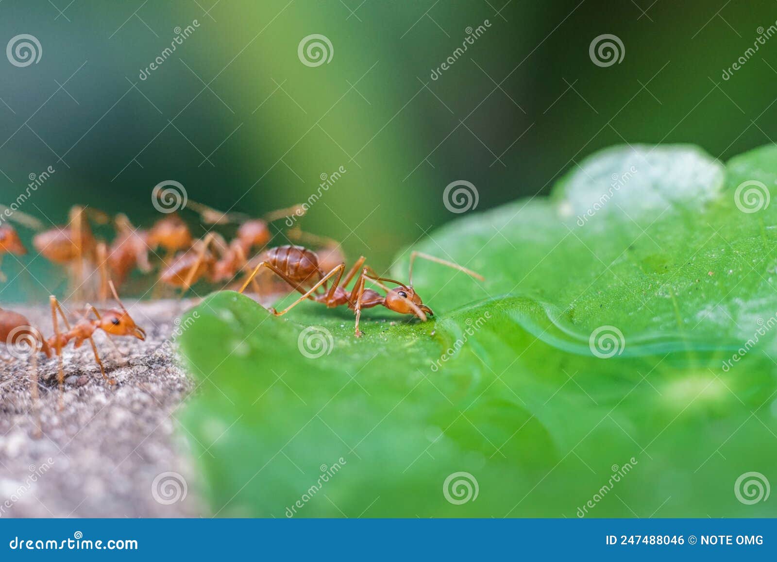 Red Imported Fire Ant,Action of Fire Ant Stock Photo Image of colony