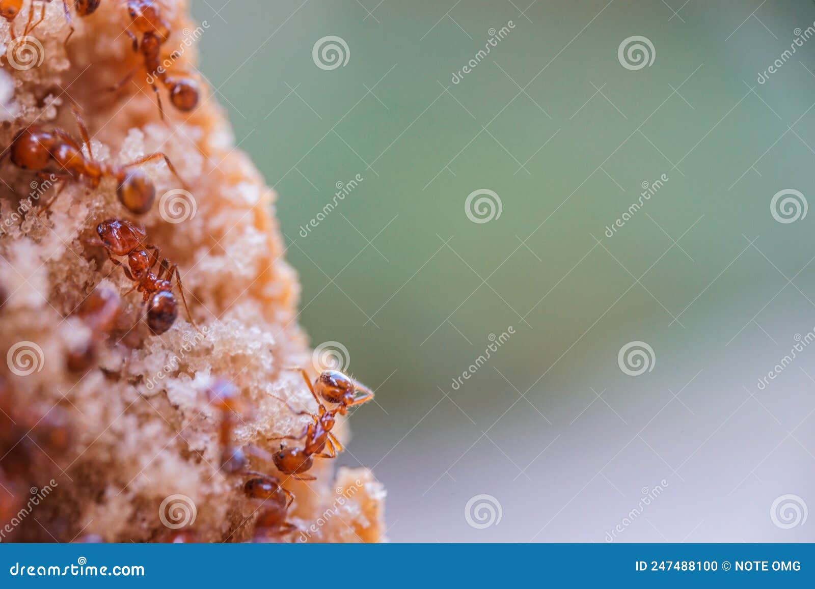 Red Imported Fire Ant,Action of Fire Ant Stock Photo Image of family