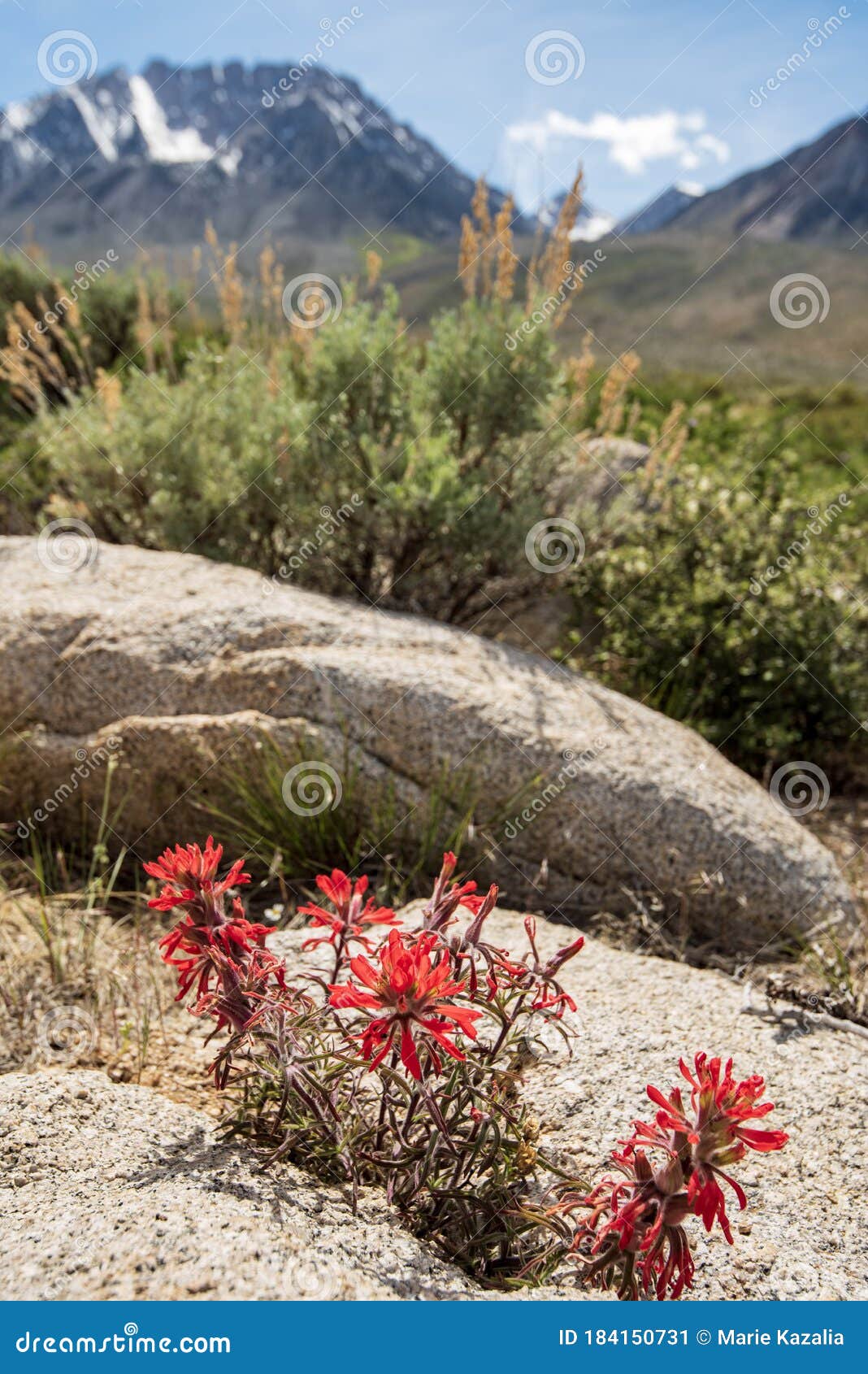desert paintbrush desert paintbrush