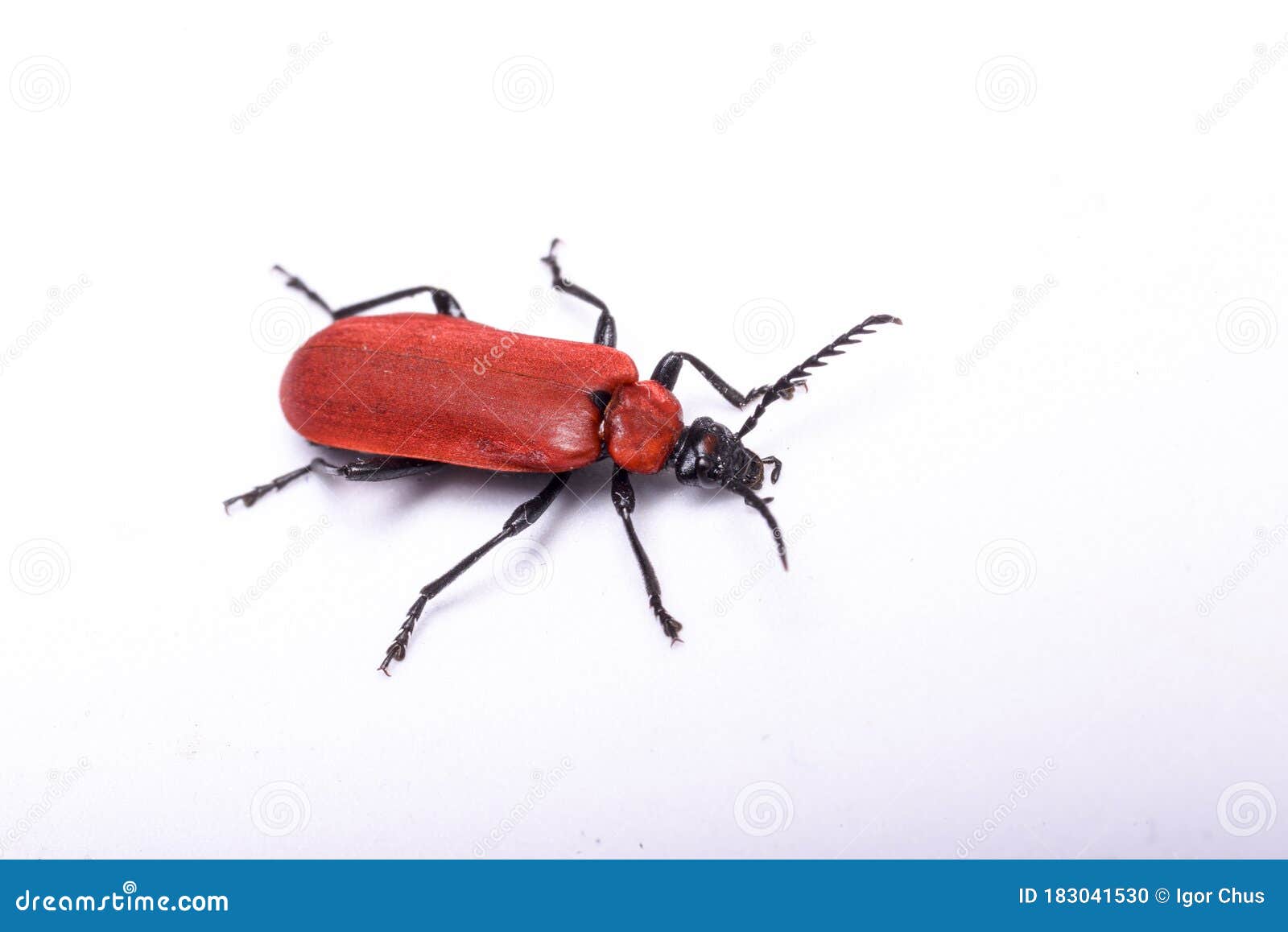 Insect with Black Mustache on a White Background Stock Photo - Image of ...