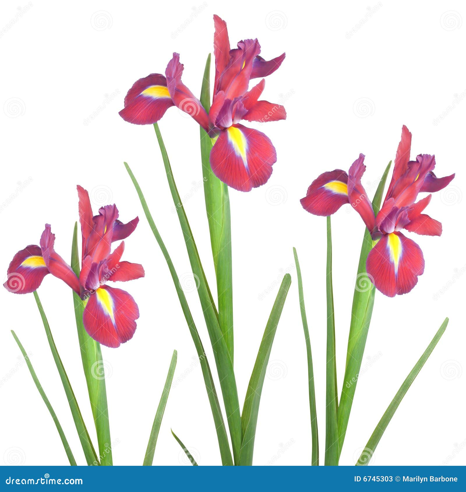 Red Iris Flower Beauty stock image. Image of background 6745303