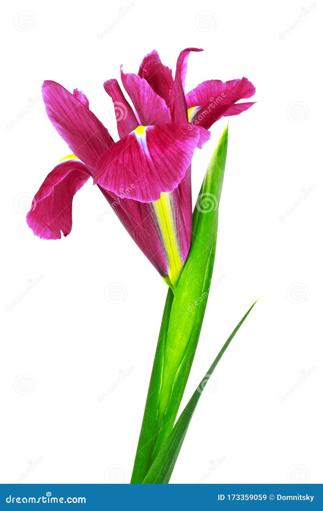 Red Iris Flower Isolated on White Background Stock Image Image of